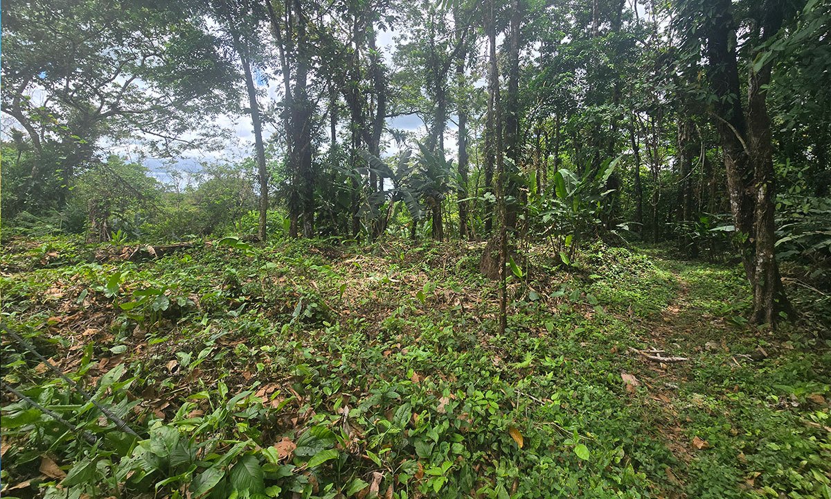 Finca Ecológica en Upala