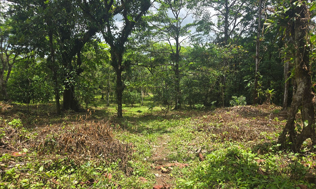 Finca Ecológica en Upala photo 2