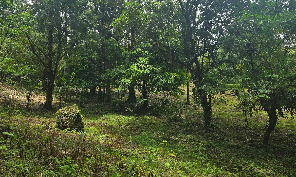 Finca Ecológica en Upala photo 6